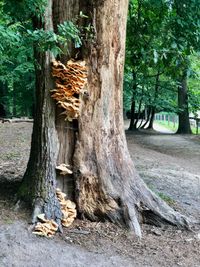 Veluwe Baum Schwäme