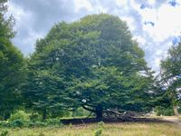 Veluwe Baum