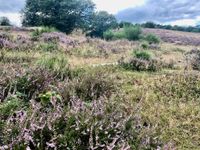 Veluwe Blüten