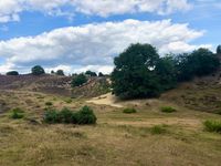 Veluwe Heide Sand