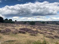 Veluwe Heide