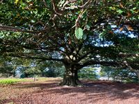 Veluwe ganz besonderer Baum